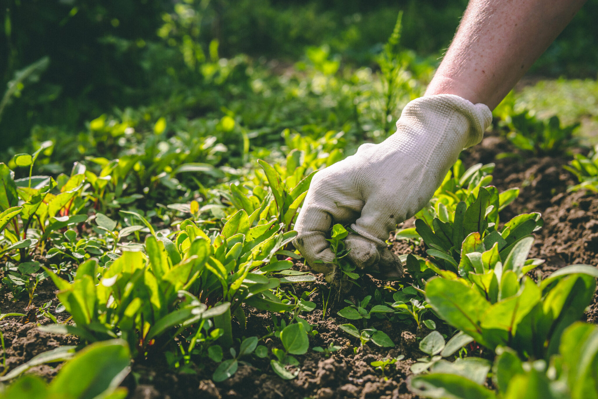 a woman weeds her hands in the gloves of a plant in the garden